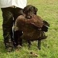Vader retrieving a goose